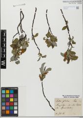 Foto von Salix glabra Scop.